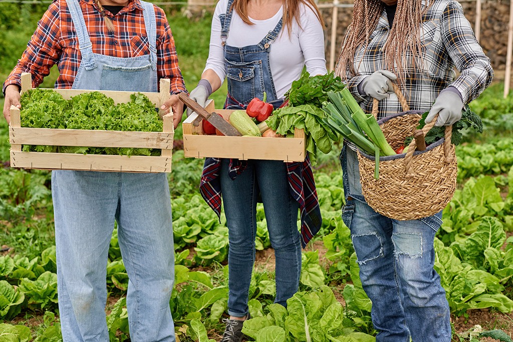 Crop anonymous growers with boxes and wicker basket full of assorted vegetables in countryside on summer day